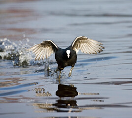 Meerkoet, Eurasian Coot, Fulica atra