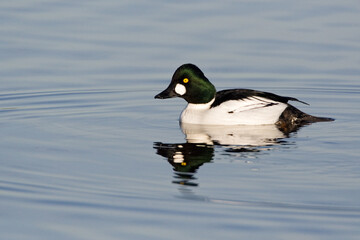Obraz premium Brilduiker, Common Goldeneye, Bucephala clangula