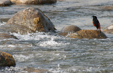 Obraz premium Rivierroodstaart, White-capped Water-Redstart, Chaimarrornis leucocephalus
