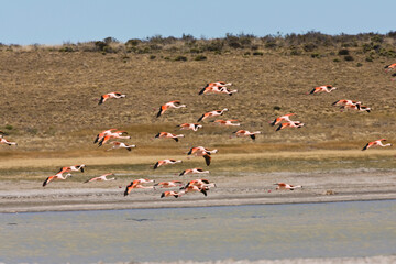 Chileense Flamingo, Chilean Flamingo, Phoenicopterus chilensis