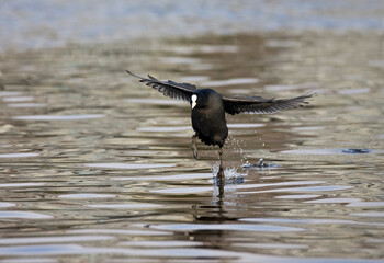 Meerkoet, Eurasian Coot, Fulica atra