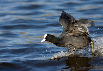 Eurasian Coot, Meerkoet, Fulica atra