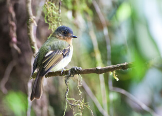 Roodborstleptopogon, Rufous-breasted Flycatcher, Leptopogon rufipectus