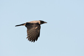 Bonte Kraai, Hooded Crow, Corvus cornix