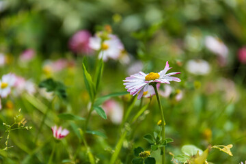 daisies in a field