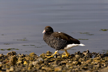 Kelp Goose, Kelpgans, Chloephaga hybrida