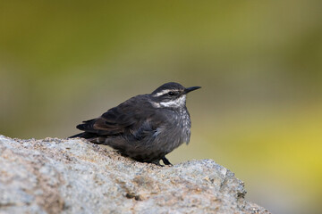 Grijsbuikwipstaart, Dark-bellied Cinclodes, Cinclodes patagonicus