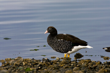 Kelp Goose, Kelpgans, Chloephaga hybrida