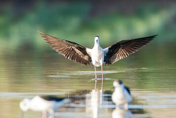 Black-winged Stilt, Himantopus himantopus