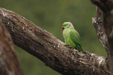 Rose-ringed Parakeet, Halsbandparkeet, Psittacula krameri