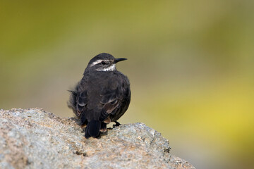 Grijsbuikwipstaart, Dark-bellied Cinclodes, Cinclodes patagonicus