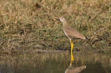 White-tailed Lapwing, Witstaartkievit, Vanellus leucurus