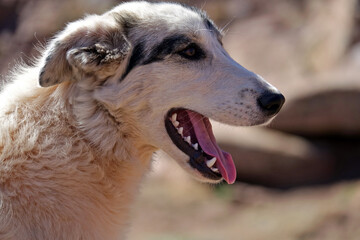 La grande traversée de l’Atlas au Maroc, 18 jours de marche. Rencontre avec un chien de berger...