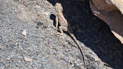 La grande traversée de l’Atlas au Maroc, 18 jours de marche. Rencontre avec un lézard Agama près des Rochers