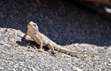 La grande traversée de l’Atlas au Maroc, 18 jours de marche. Rencontre avec un lézard Agama près des Rochers