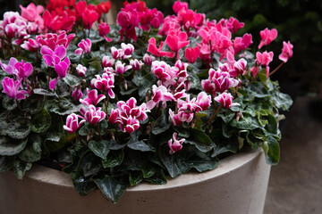Variety of potted cyclamen persicum plants in pink, white, red colors at the greek garden shop in...