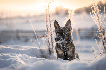 german shepherd laying down portrait snow winter