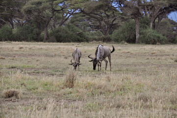Naklejka na ściany i meble The Wildebeest in the African savanna. National park in Kenya.