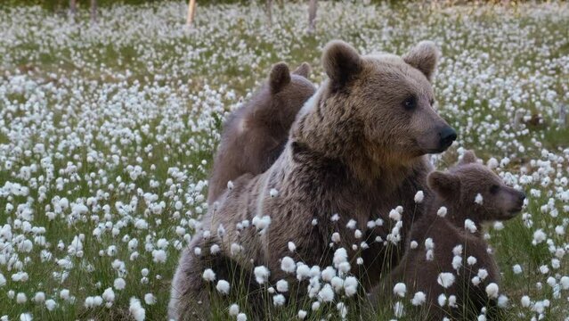 Brown bear mum and 2 little cubs in the grass field