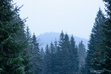 Beautiful winter green coniferous forest on the slopes of the mountains