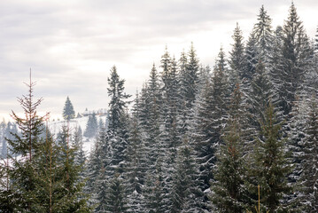 Beautiful winter green coniferous forest on the slopes of the mountains