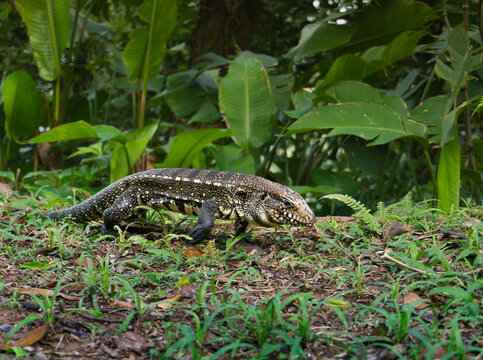 Tegu Lizard also called Teíu and Tejú (Salvator merianae, formerly called Tupinambis merianae) a reptile of the Teiidae family, spotted walking on the grass at a State Park in Sao Paulo, Brazil.