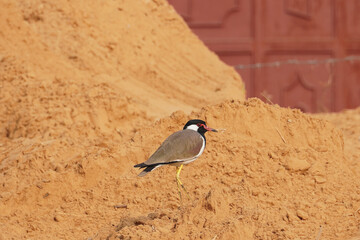 selective focus on red wattled lapwing