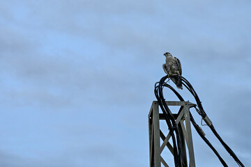 Hybrid Gyrfalcon with Sacre, a delight for Falconers