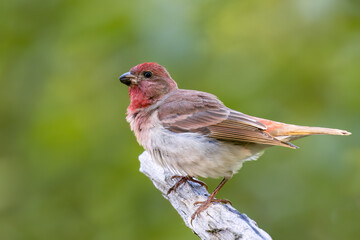 Common Rosefinch