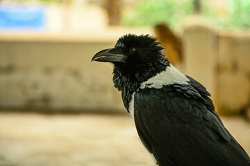 Corvus albus or pied crow is a species of passerine bird in the Corvidae family.