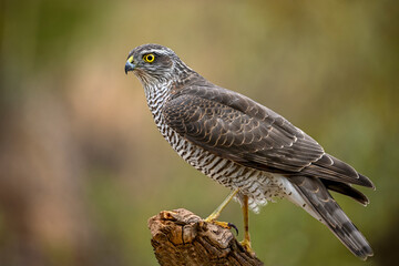 Accipiter nisus or The Common Sparrowhawk, is a species of accipitriforme bird in the Accipitridae...