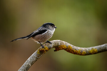Aegithalos caudatus - The myth is a species of passerine bird in the Aegithalidae family.