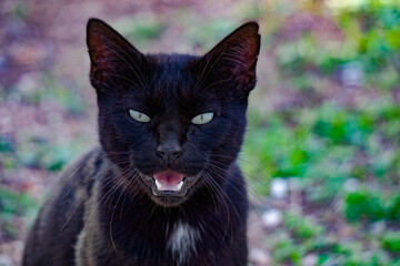 angry black cat with eyes 