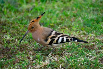 Zelfklevend Fotobehang a bird hoopoe on the grass © reznik_val