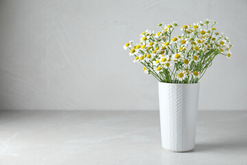 Vase with beautiful chamomile flowers on light grey table. Space for text