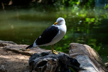 Kelp Gull (Larus dominicanus)