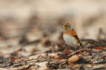 Keep, Brambling, Fringilla montifringilla