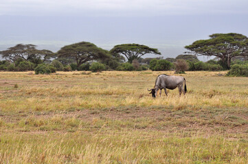The Wildebeest in the African savanna. National park in Kenya.