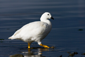 Kelp Goose, Kelpgans, Chloephaga hybrida