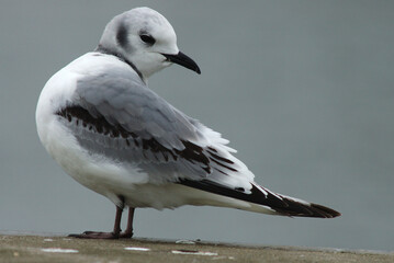 Black-legged Kittiwake, Drieteenmeeuw, Rissa tridactyla