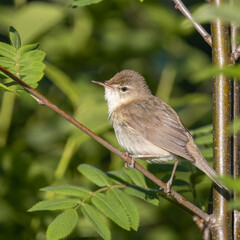 Blyth’s Reed Warbler
