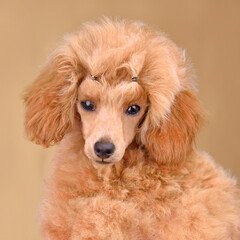 Three month old toy poodle puppy