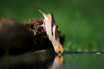 Appelvink, Hawfinch, Coccothraustes coccothraustes