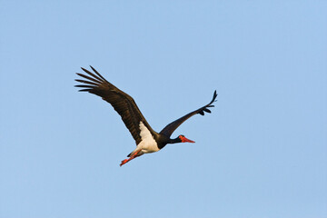 Zwarte ooievaar, Black Stork, Ciconia nigra
