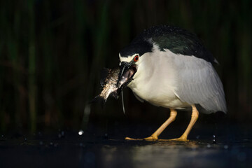 Kwak, Black-crowned Night Heron, Nycticorax nycticorax