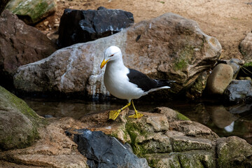 Kelp Gull (Larus dominicanus)