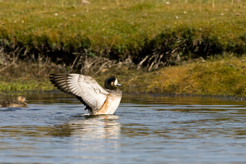 Chileense Smient, Chilean Wigeon, Anas sibilatrix
