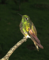 Bruinstaart-hoornkolibrie, Buff-tailed Coronet, Boissonneaua flavescens