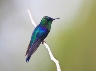 Fototapeta premium Paarskroonbosnimf, Violet-crowned Woodnymph, Thalurania colombica