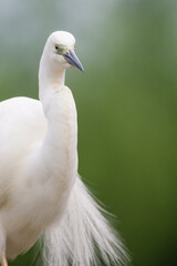Grote Zilverreiger, Western Great Egret, Ardea alba alba